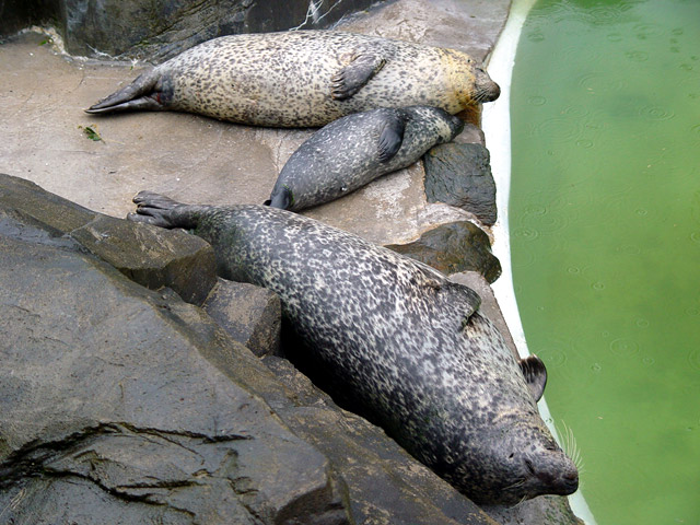 animales cachorros focas zoo