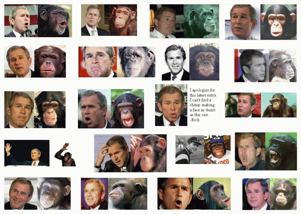 bush-monos-monkeys