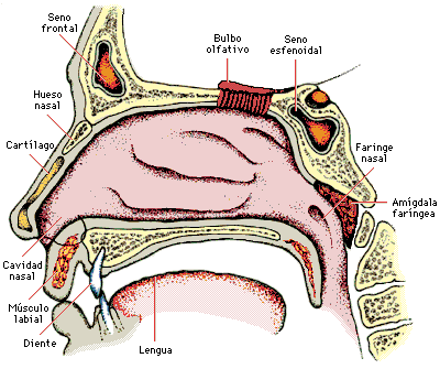 cavidad nasal