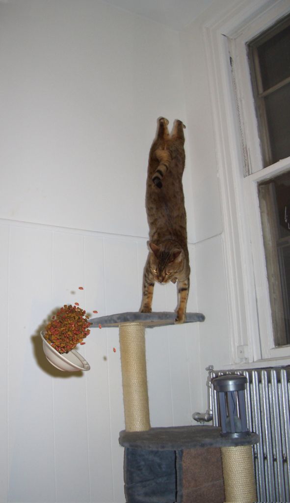 gato-equilibrista-jumping-cat
