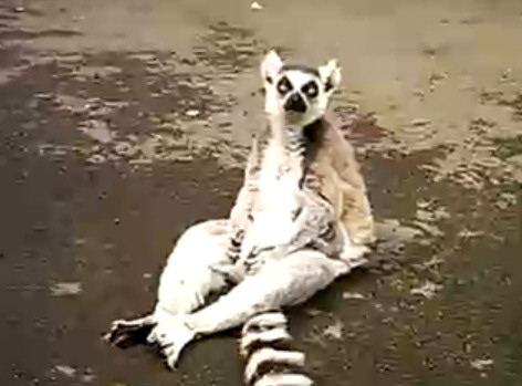 lemur sentado