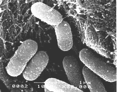 moneras-celulas-bacteria