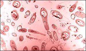 moneras-celulas-bacterias