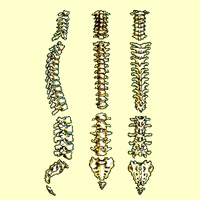 vertebrados-columna-vertebral