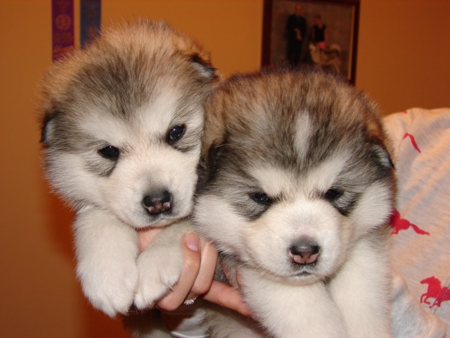 alaskan-malamute-blossom-blush-bella-3-semanas-perros