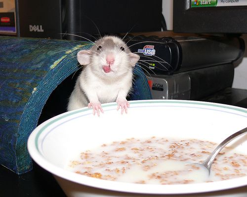 animales-graciosos-raton-desayuno