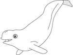 beluga-ballena-blanca-dibujo