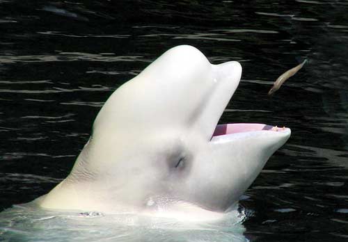 beluga-blanca-comiendo