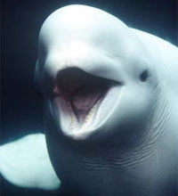 beluga-blanca-imagen