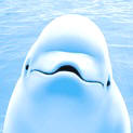 beluga blanca sonriente