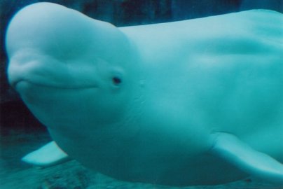 beluga cetaceo mamifero blanca