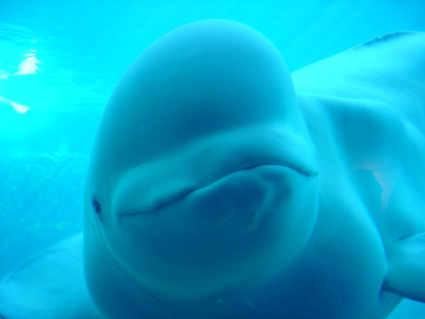 beluga-foto-frontal