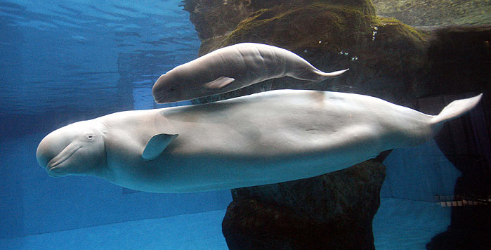beluga madre cria pequeno