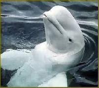 belugas-blancas-fotografia