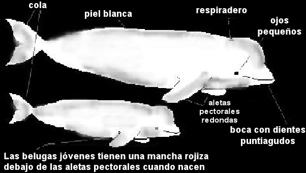 belugas partes esquema morfologia