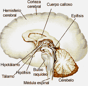 cerebro-anatomia-esquema