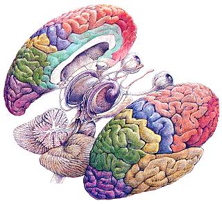 cerebro-dibujo