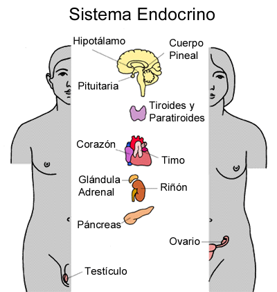 cerebro-endocrine-sistema-endocrino