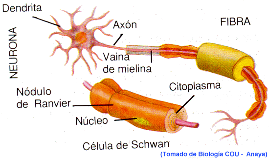 cerebro-neurona-sistema-nervioso