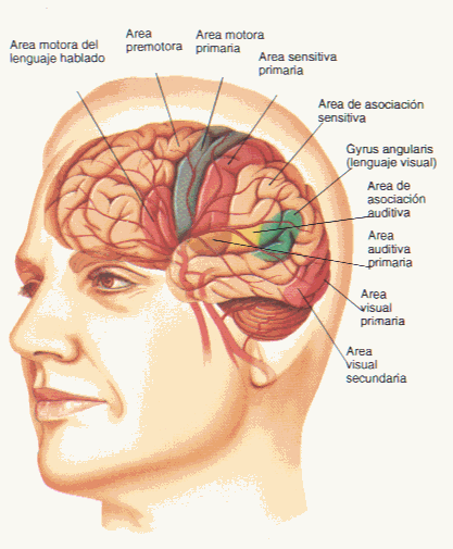 cerebro-partes-sistema-nervioso