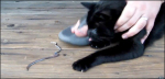 gata gato lombriz serpiente nariz
