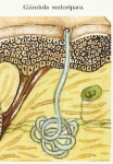 ¿Cuando nadamos se suda? glandula sudoripara dibujo grafico