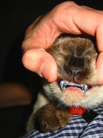 imagenes humor gato dentadura