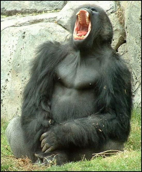 imagenes humor gorila cunaooo