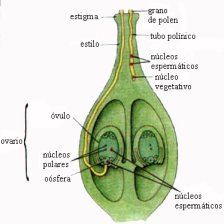 reproduccion-semillas-plantas-ovario