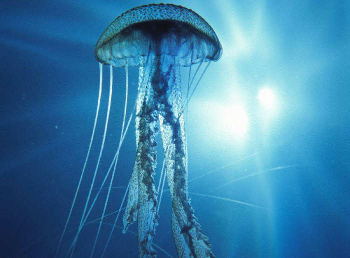 sistema-nervioso-medusas
