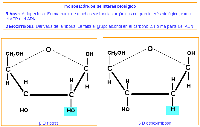 azucares-carbohidratos-ribosa-ribosa-desoxirribosa-monosacaridos