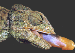 camaleon-pegamento-adherente-lengua