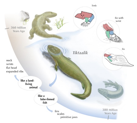 evolucion_tetrapodos animales agua tierra mar