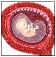 feto 8 semanas embion