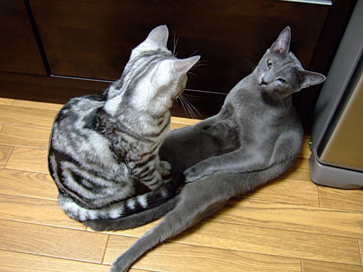 gatos-pocholos-bonitos-tumbado-siameses