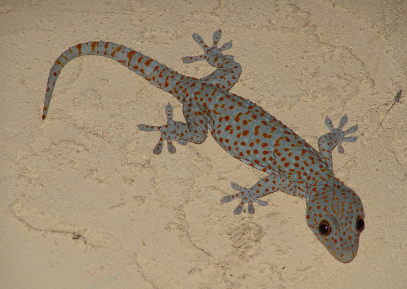 gecko-lagarto-patas