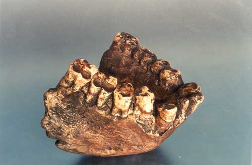 gigantopithecus_giganto-simio-gigante-dentadura