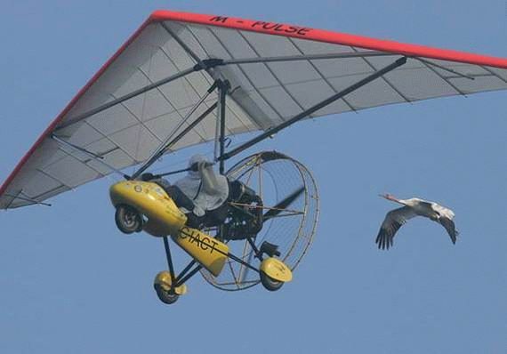 humor animales ciguena