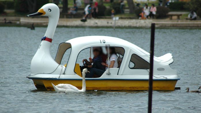 humor animales cisne lago