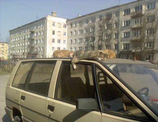 humor animales gatos coche