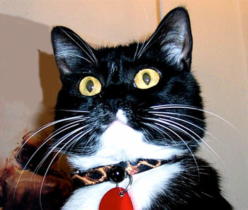 humor animales julie_indianapolis