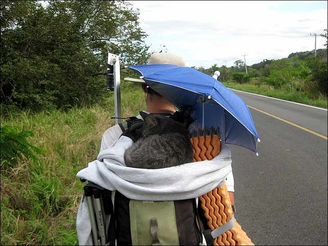 kitty-gato-viajero-gata-viajera