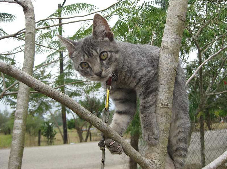kitty-gato-viajero-gata-viajera