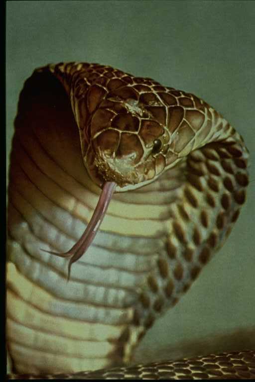 naja-tripud-cobra asia serpiente