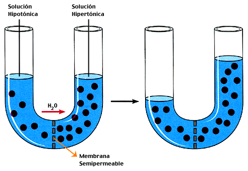 propiedades-fisicas-materia-osmosis-agua
