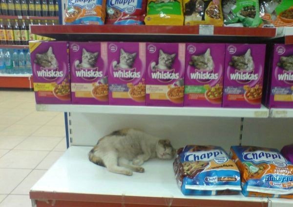 animales-graciosos-gatos-supermercado