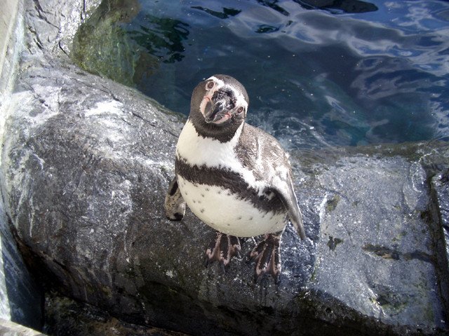 animales-graciosos-pinguino
