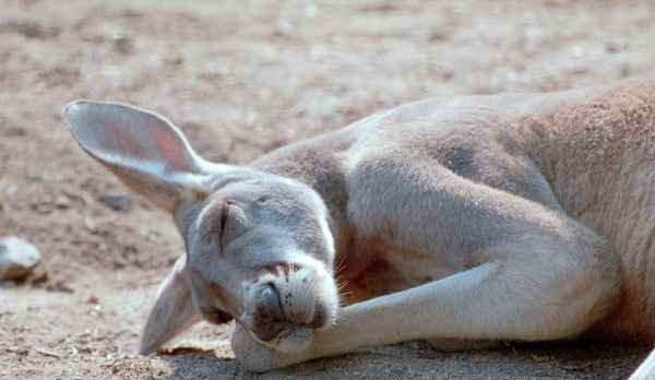 canguro-durmiendo-kangaroo-sleeping
