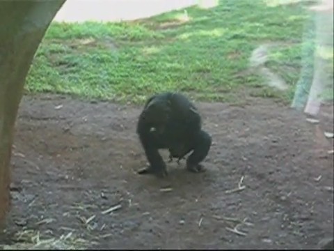 chimpance beneficiandose rana