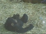 chimpance cepillandose rana